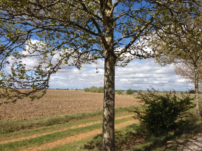 Trees along the Camino 